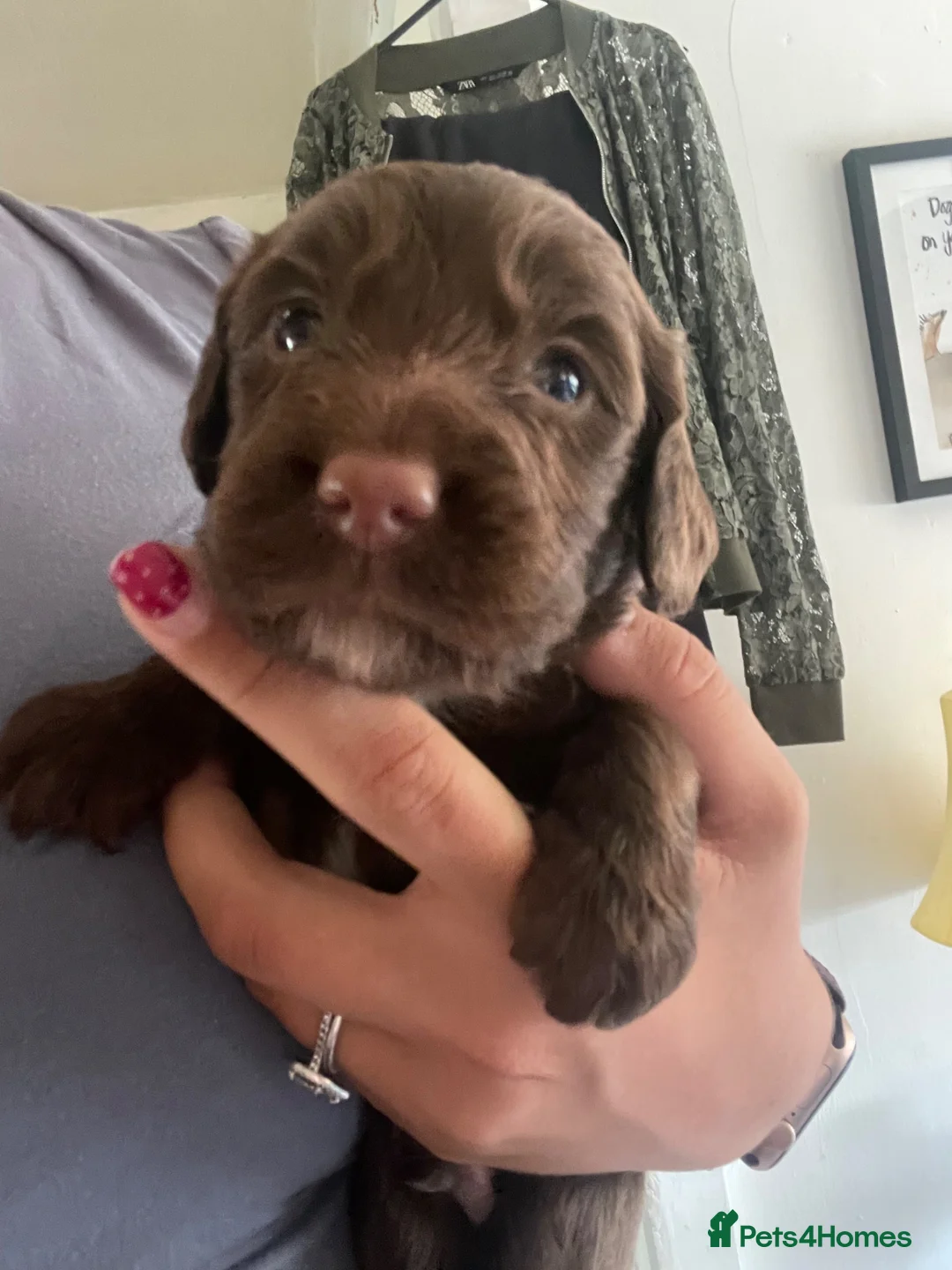 English Springer Spaniel dogs for sale: 6x Brown Springer Puppies  - Advert 18