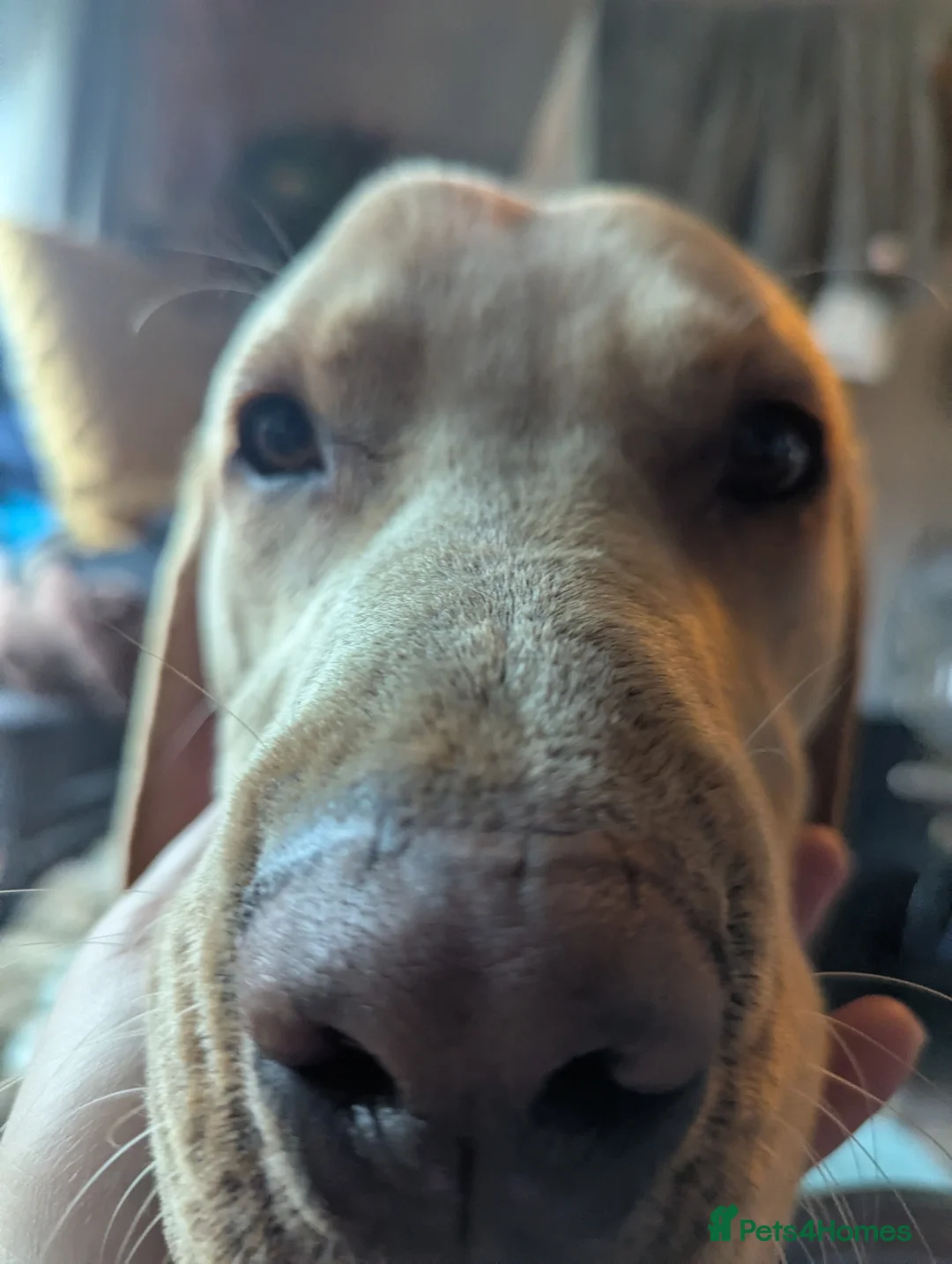 Mixed Breed dogs for sale: Loving, velcro Labrador cross boy seeks cuddles - Advert 6