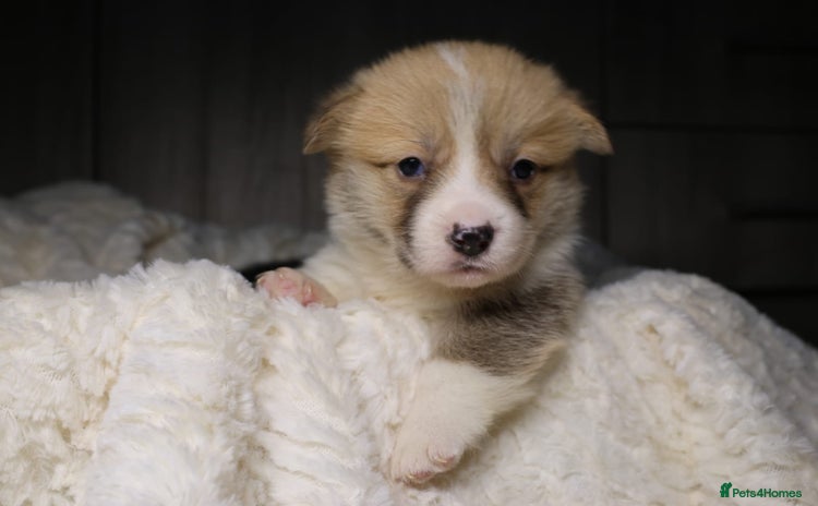 Welsh Corgi Pembroke dogs - Advert 2