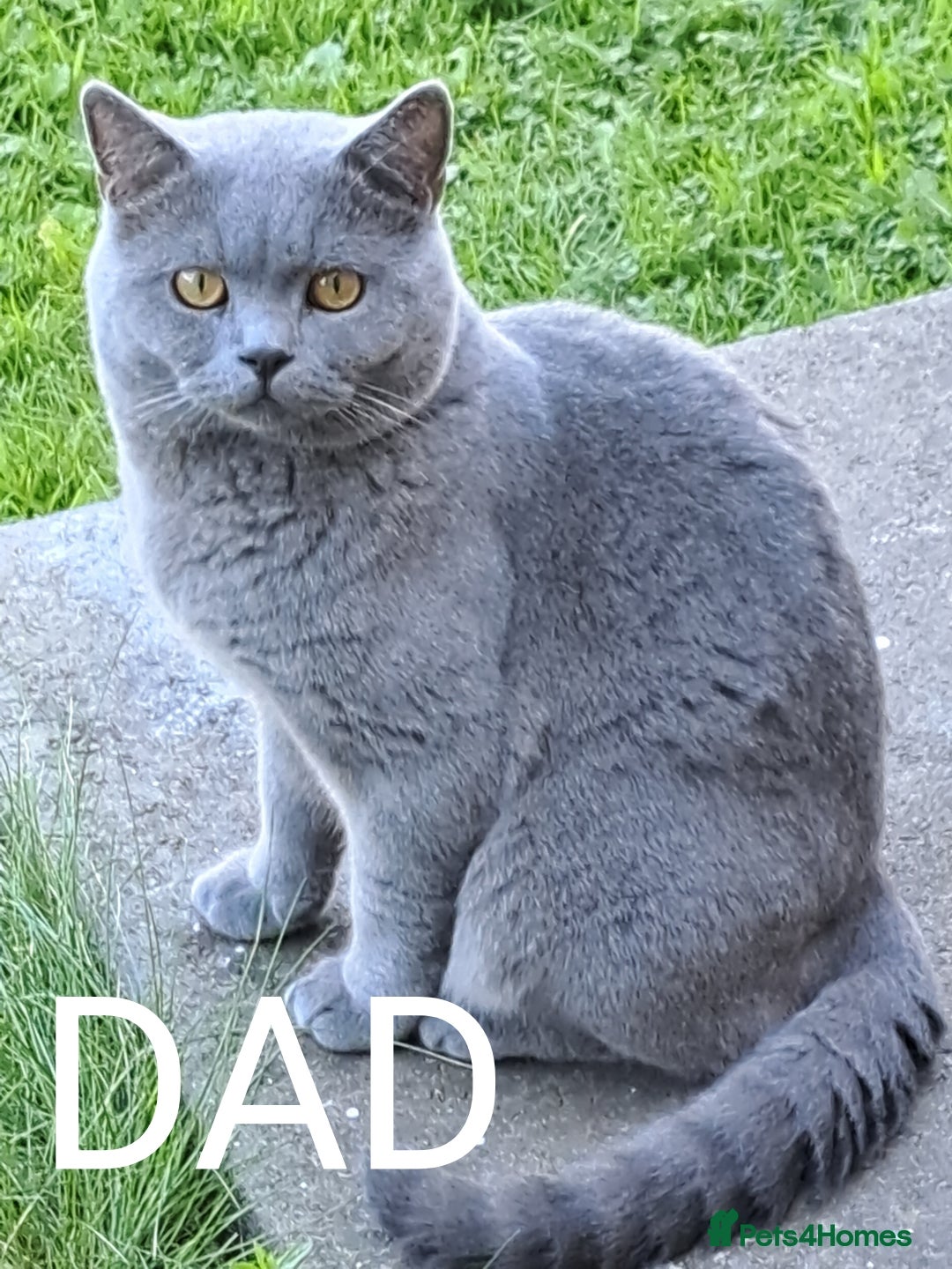 Scottish Fold cats for sale: 1 BSH Boy AVAILABLE. in Sheffield - Image 5