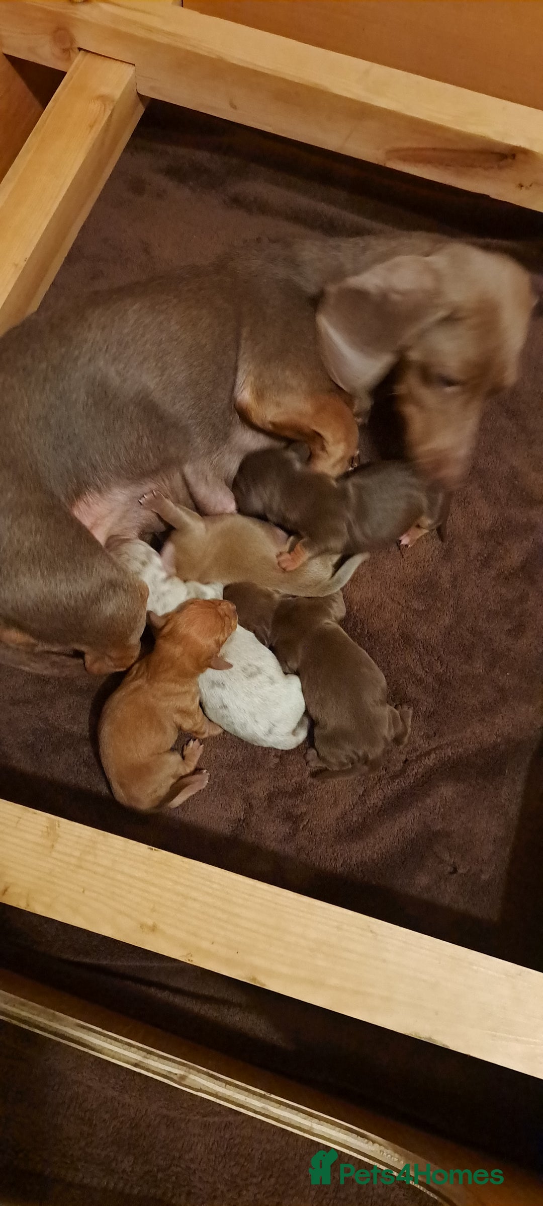 Dachshund dogs for sale: Miniature dachshund puppies  - Advert 5