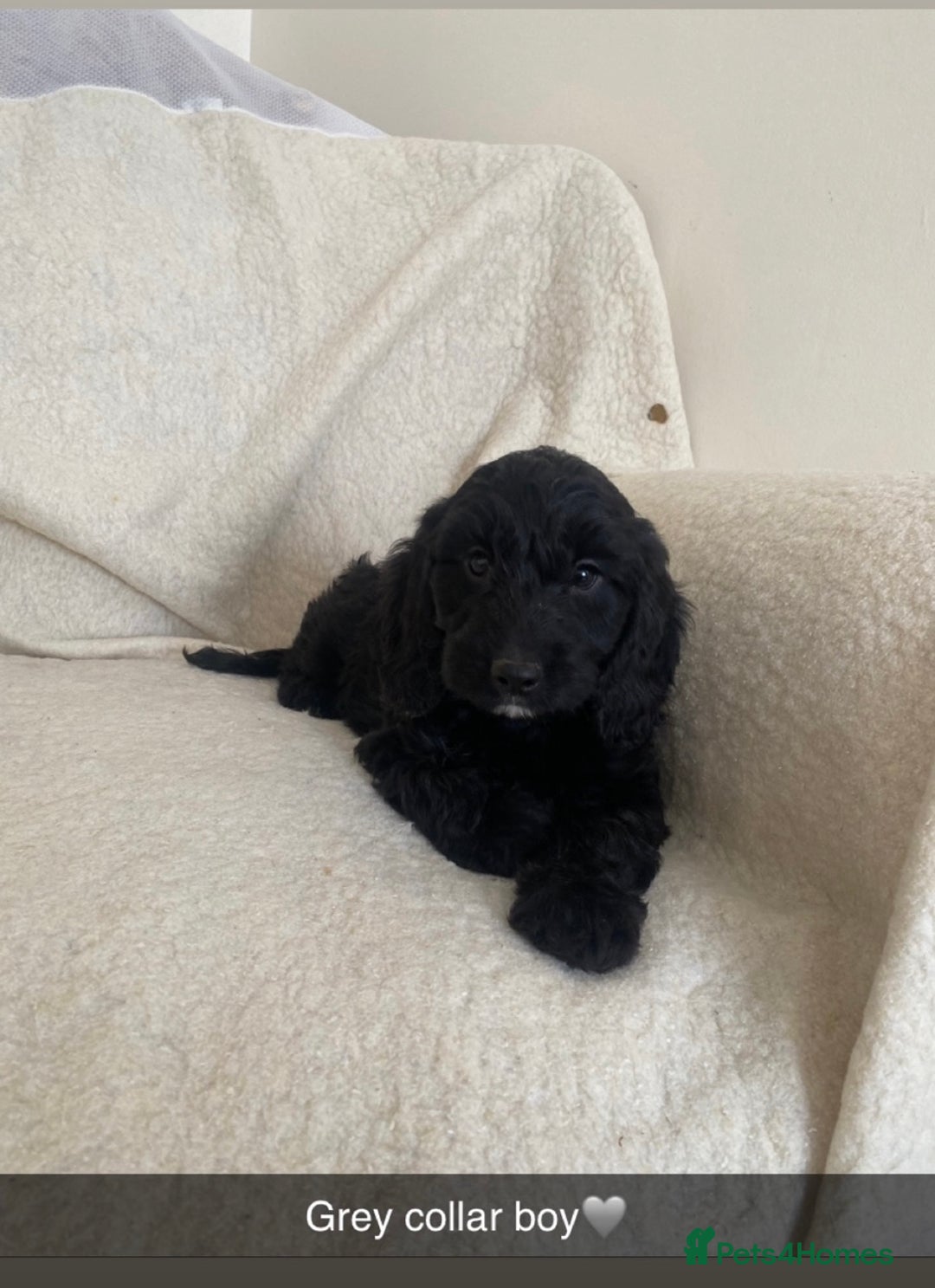 Cockapoo dogs for sale: 5 gorgeous cockapoo pups for sale  - Image 8