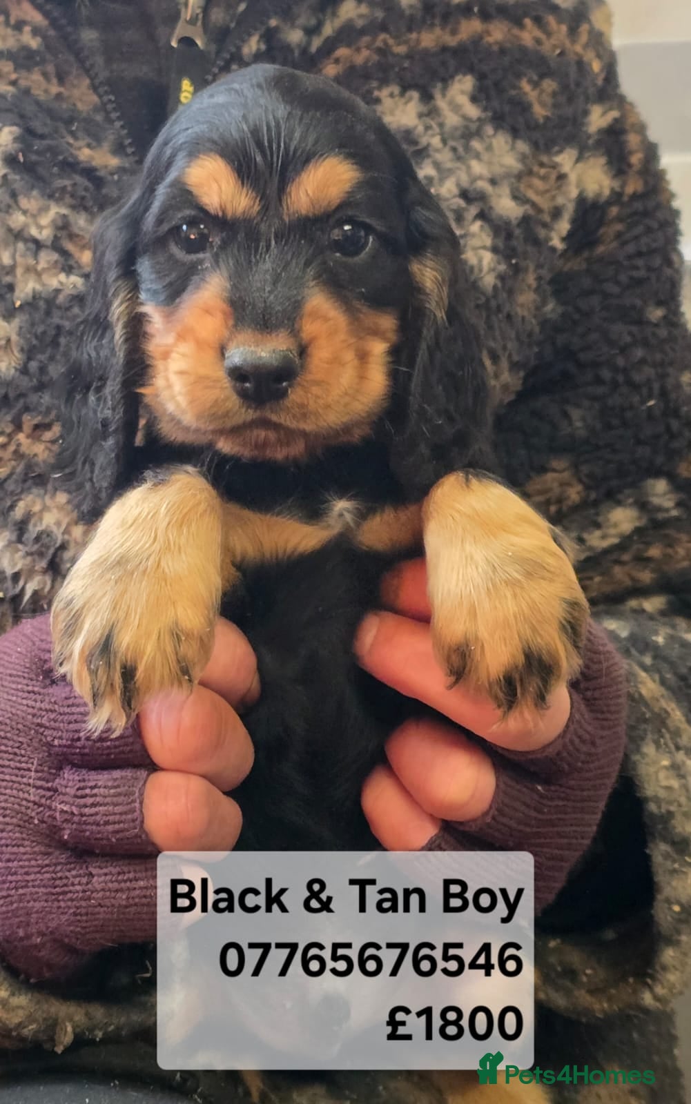 Cocker Spaniel dogs Cocker Spaniel Show Puppies Homebred Ready Now - Advert 6