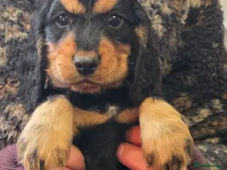 Cocker Spaniel dogs Cocker Spaniel Show Puppies Homebred Ready Now - Advert 6