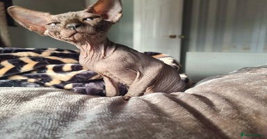 Sphynx cats - Advert 3