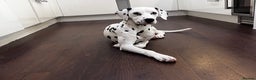 Dalmatian dogs for sale: KC Female Dalmatian  - Advert 1