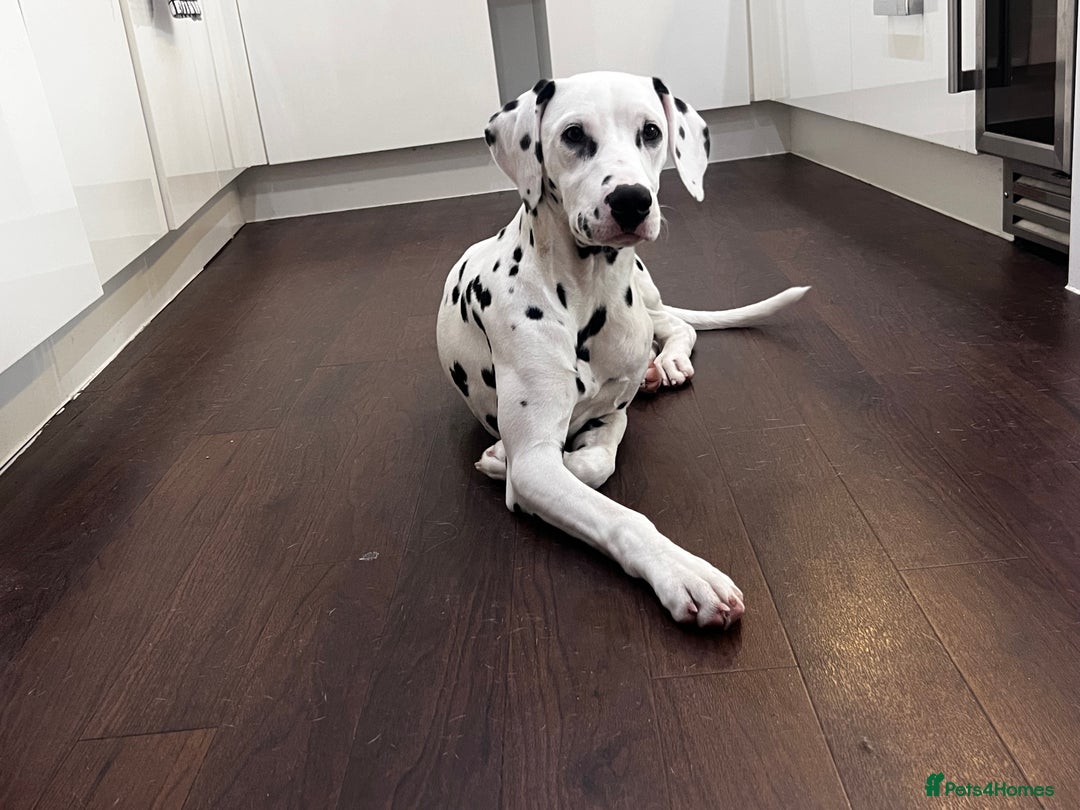 Dalmatian dogs for sale: KC Female Dalmatian  - Advert 1