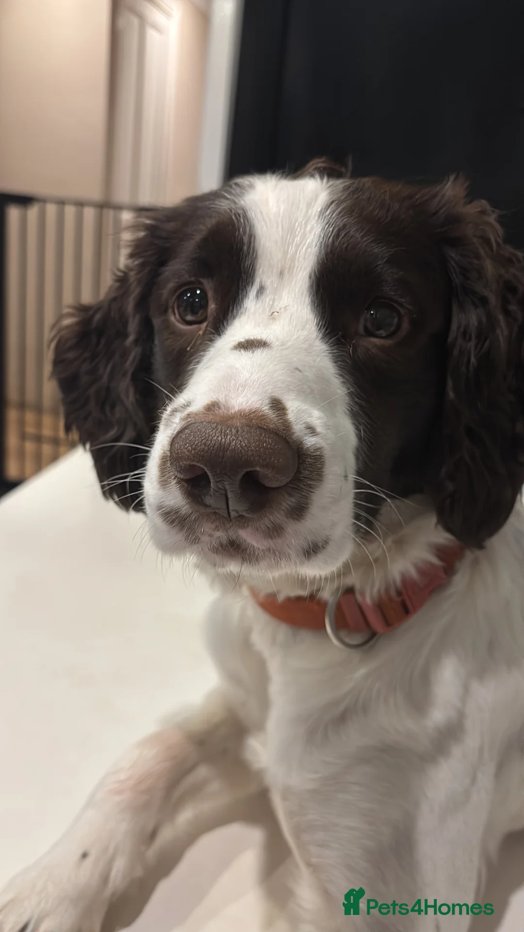 English Springer Spaniel dogs for sale: Springer spaniel - Advert 2