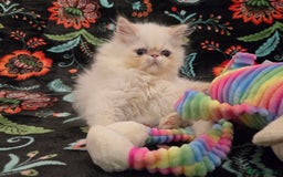 Persian cats for sale: Persian Kittens  - Image 5