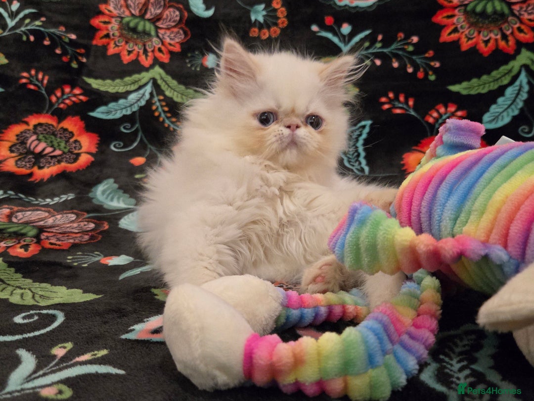 Persian cats for sale: Persian Kittens  - Image 5