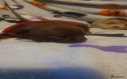 Chihuahua dogs for sale: Beautiful chihuahua puppies  - Image 2