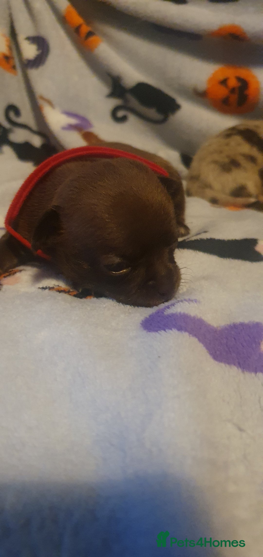 Chihuahua dogs for sale: Beautiful chihuahua puppies  - Image 2