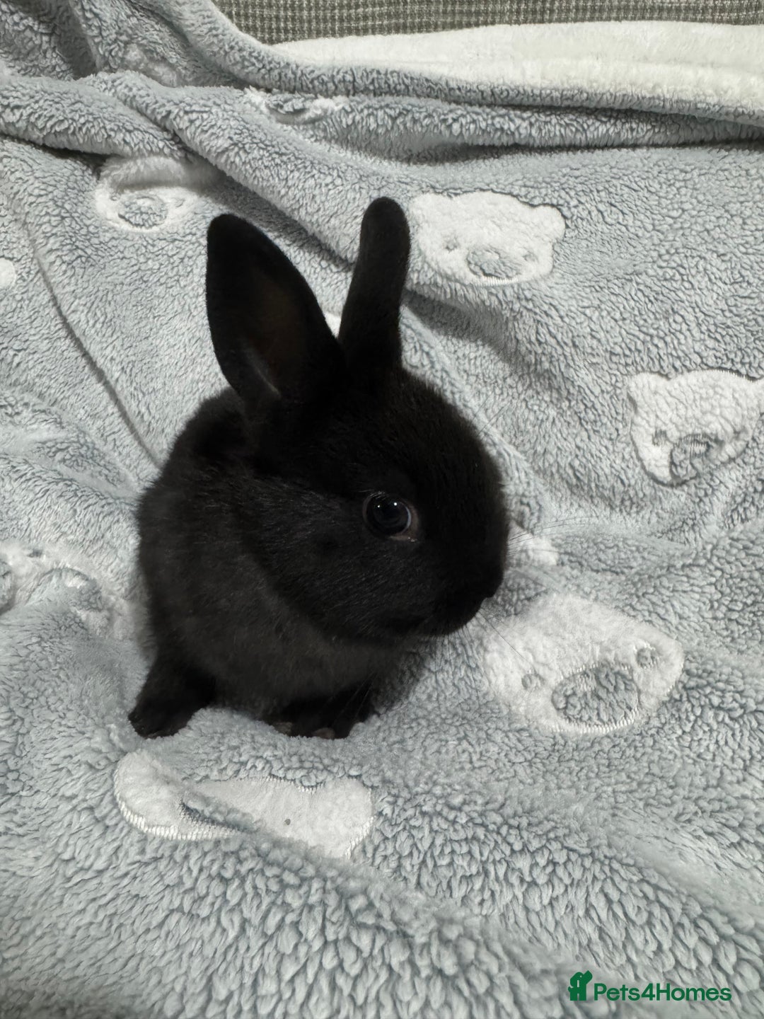 Netherland Dwarf rabbits for sale: 2 all black netherland dwarf rabbits  - Advert 3