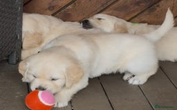 Golden Retriever dogs for sale: Golden Retriever Puppies PUREBRED - Image 3