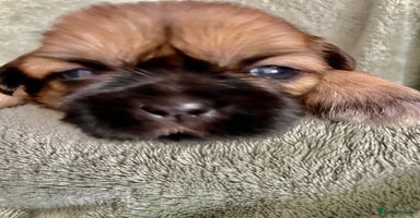 Shih Tzu dogs - Advert 13