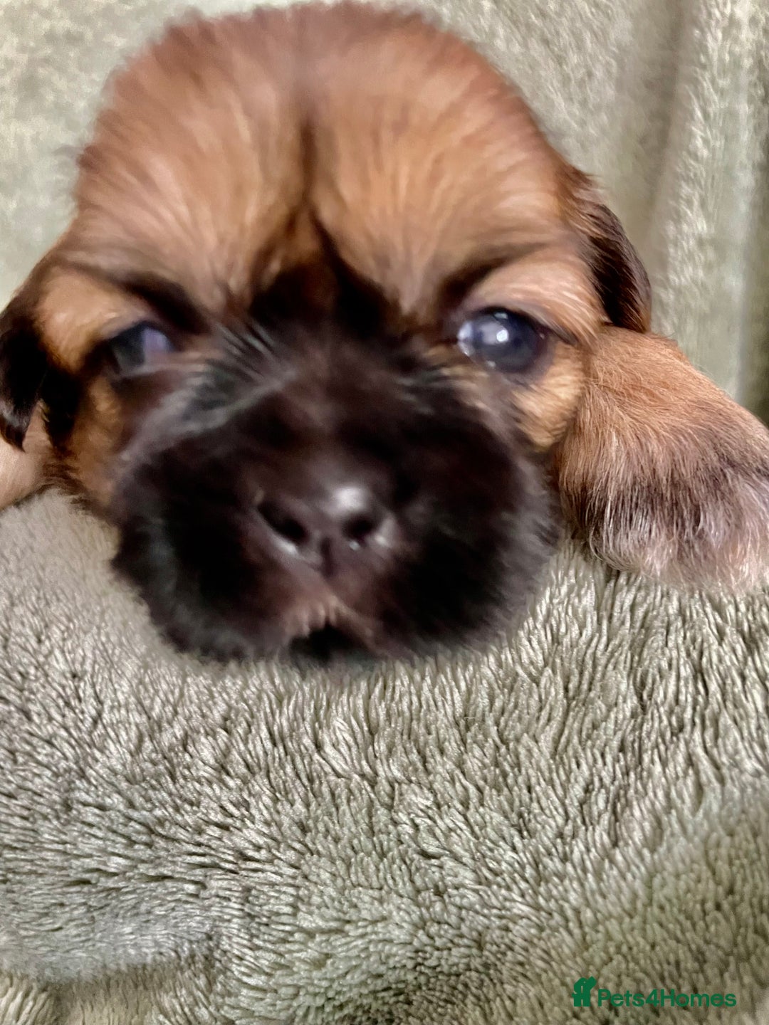Shih Tzu dogs for sale: Adorable Imperial Shih Tzu Puppies - Image 3