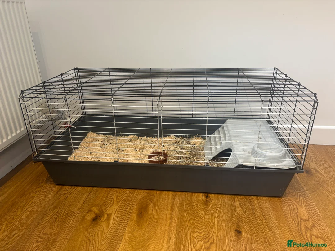 Guinea Pig rodents for sale: Two Female Guinea Pigs  – With Cage & Accessories  - Advert 4