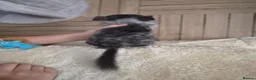 Chinchilla rodents for sale: 2 female chinchillas - Advert 2