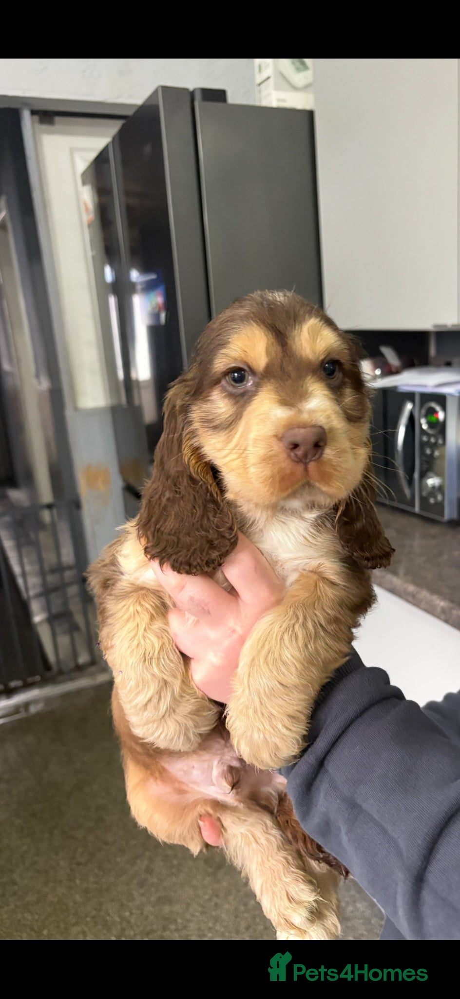 Cocker Spaniel dogs Health check passed today Chocolate sable cockers  - Advert 11