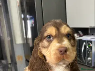 Cocker Spaniel dogs Health check passed today Chocolate sable cockers - Advert 11