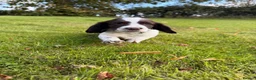 English Springer Spaniel dogs for sale: SPRINGER SPANIEL PUPPIES in Broxburn - Advert 8