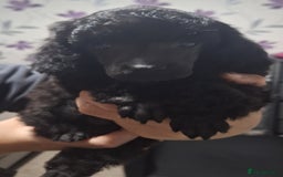 Miniature Poodle dogs for sale: Black female miniature poodle  - Image 3