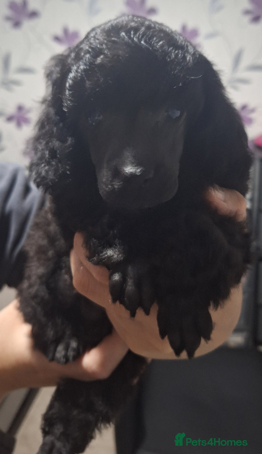 Miniature Poodle dogs for sale: Black female miniature poodle  - Image 3