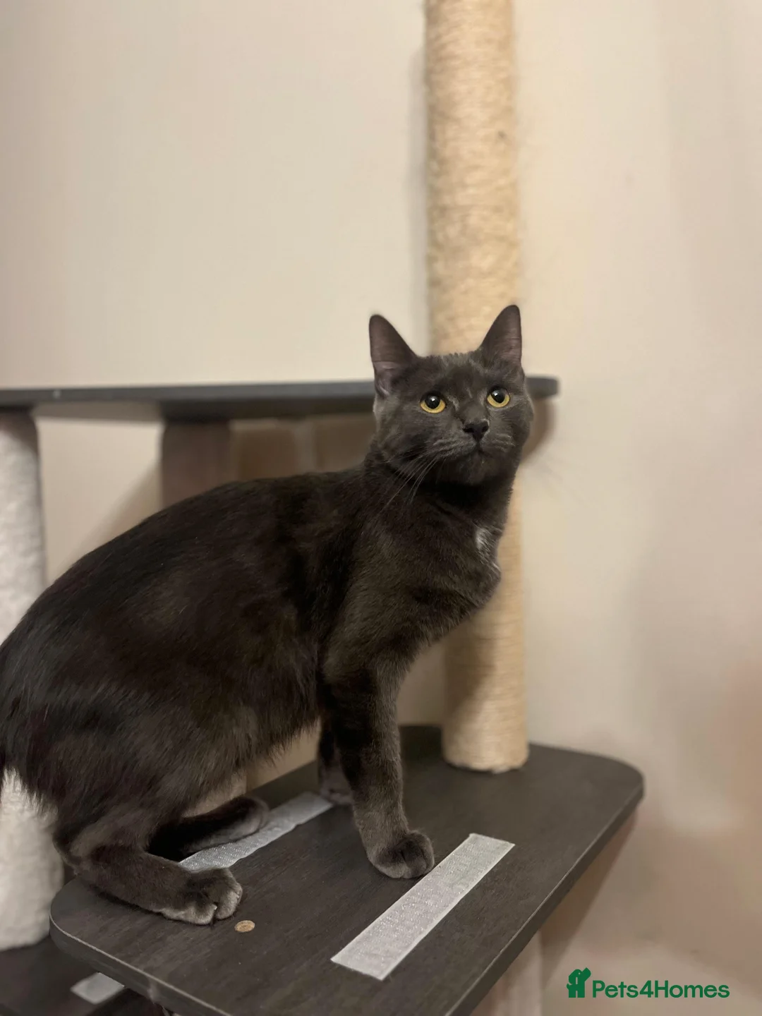 Russian Blue cats for sale: Russian Blue x British Shorthair kittens - Advert 2