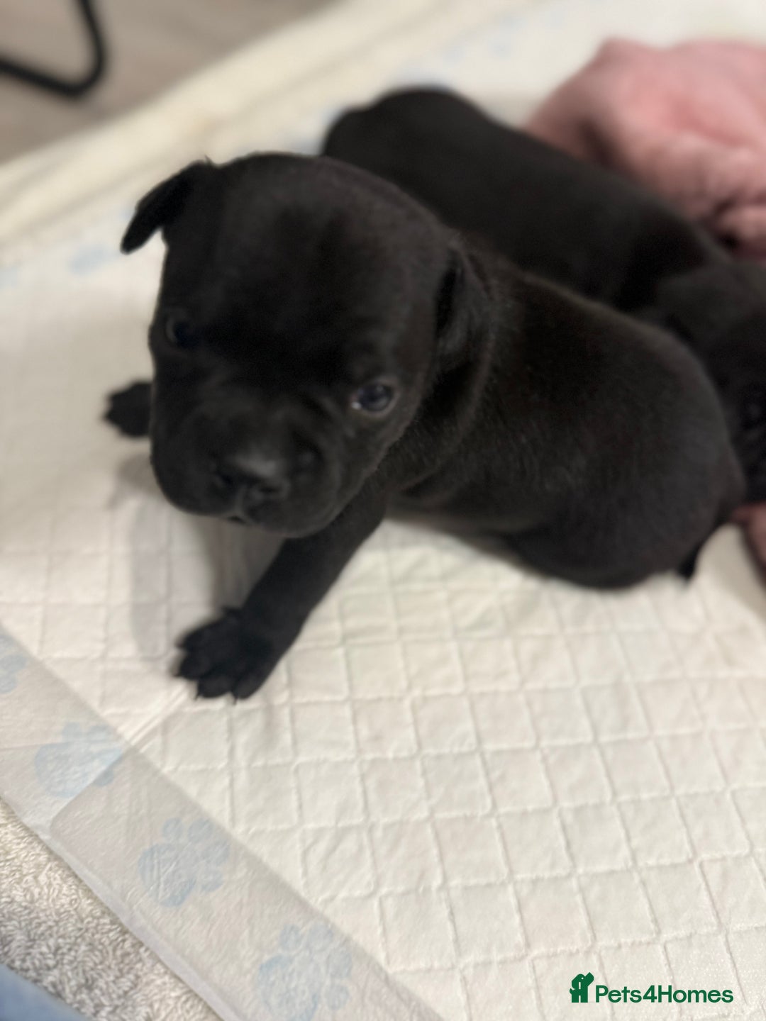 Staffordshire Bull Terrier dogs for sale: Staffordshire bull terrier puppies kc papered - Advert 10