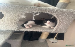 Mixed Breed cats for sale: Lil cuties need their forever homes  - Image 2