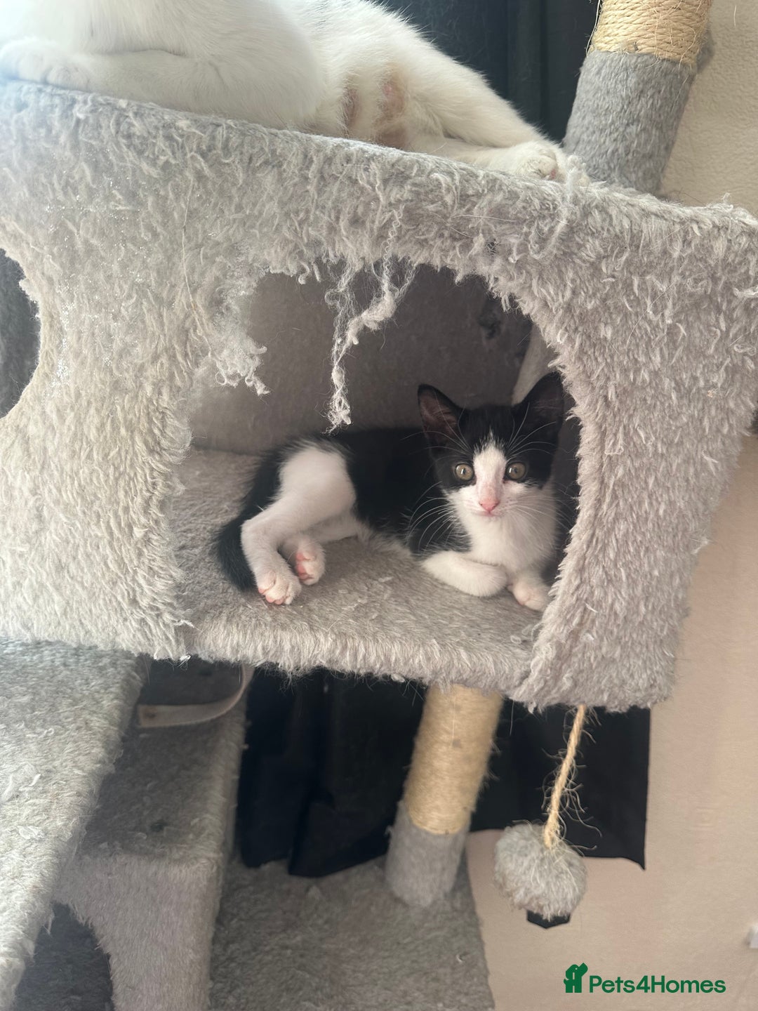 Mixed Breed cats for sale: Lil cuties need their forever homes  - Image 2