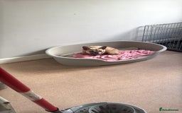 French Bulldog dogs for sale: 1 year female French bulldog  - Image 2