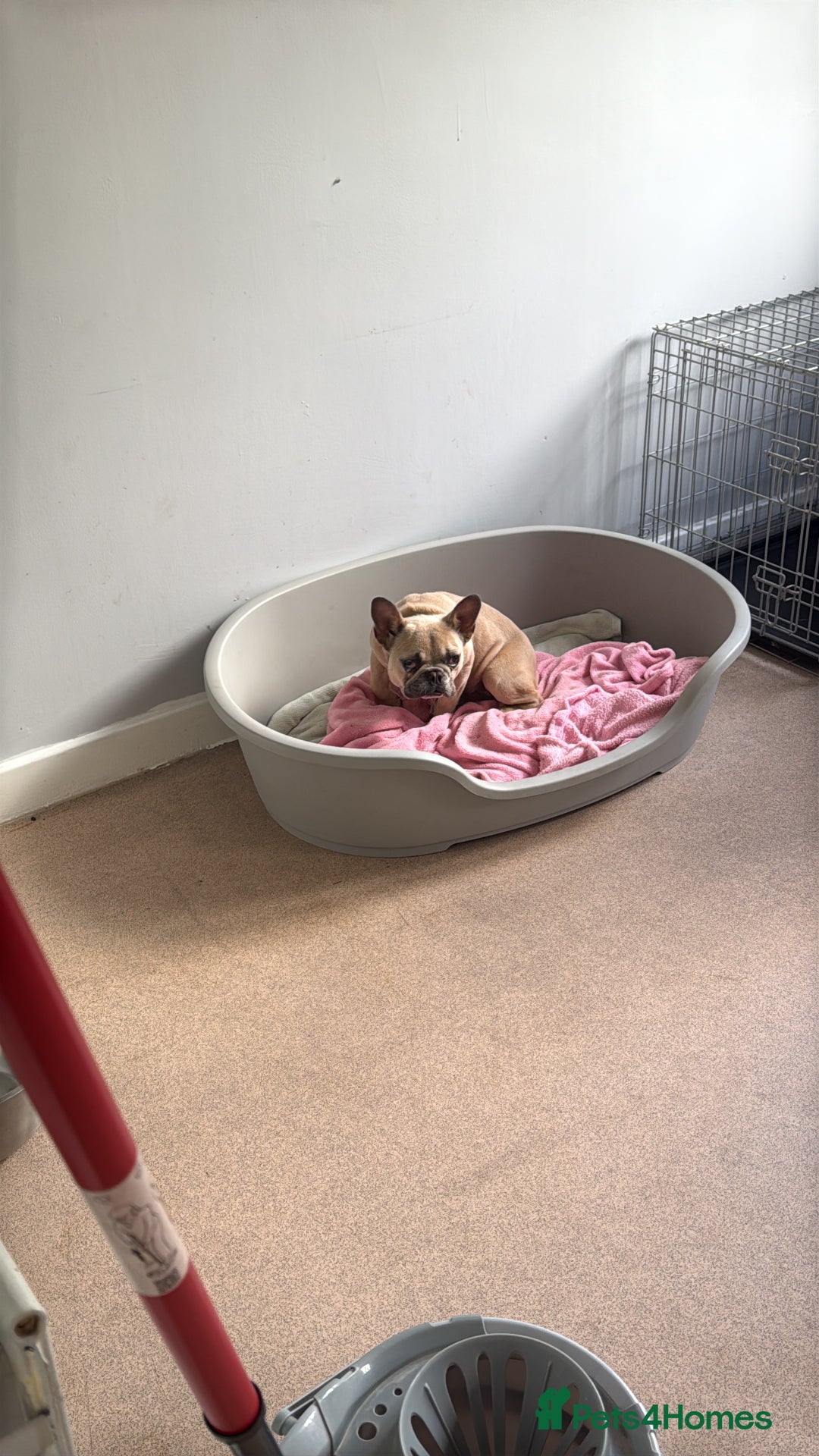 French Bulldog dogs for sale: 1 year female French bulldog  - Image 2