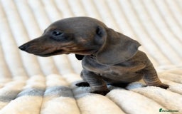 Miniature Dachshund dogs for sale: LAST 2 BOYS Miniature smooth Dachshund puppies - Image 20