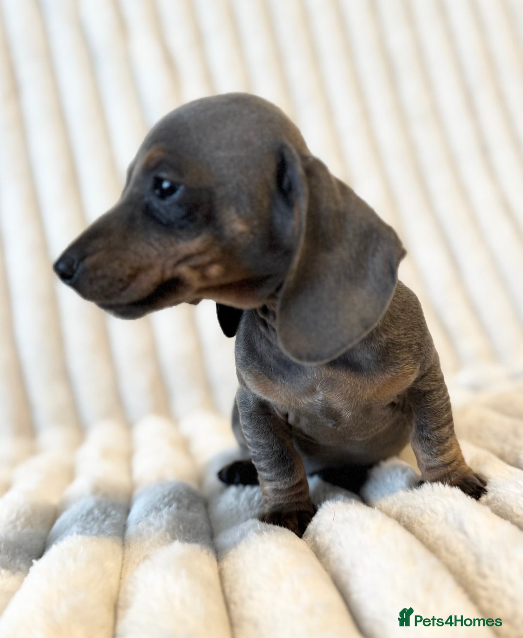 Miniature Dachshund dogs for sale: LAST 2 BOYS Miniature smooth Dachshund puppies - Image 20