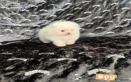 Pomeranian dogs for sale: Top Quality 🐼 Championship Lines - Image 7