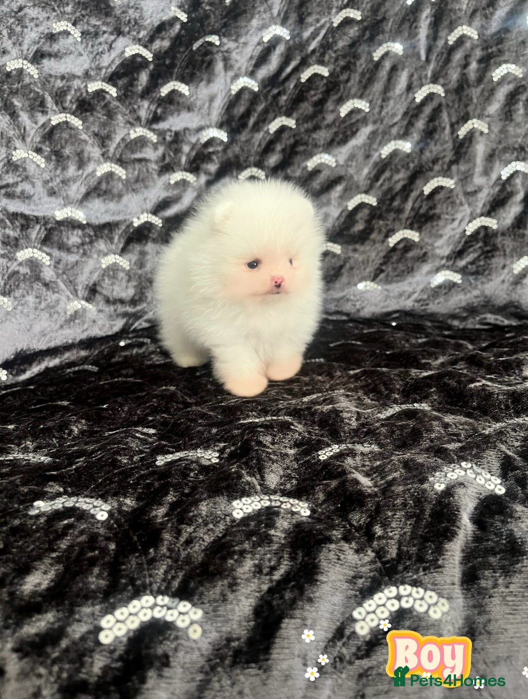 Pomeranian dogs for sale: Top Quality 🐼 Championship Lines - Image 7