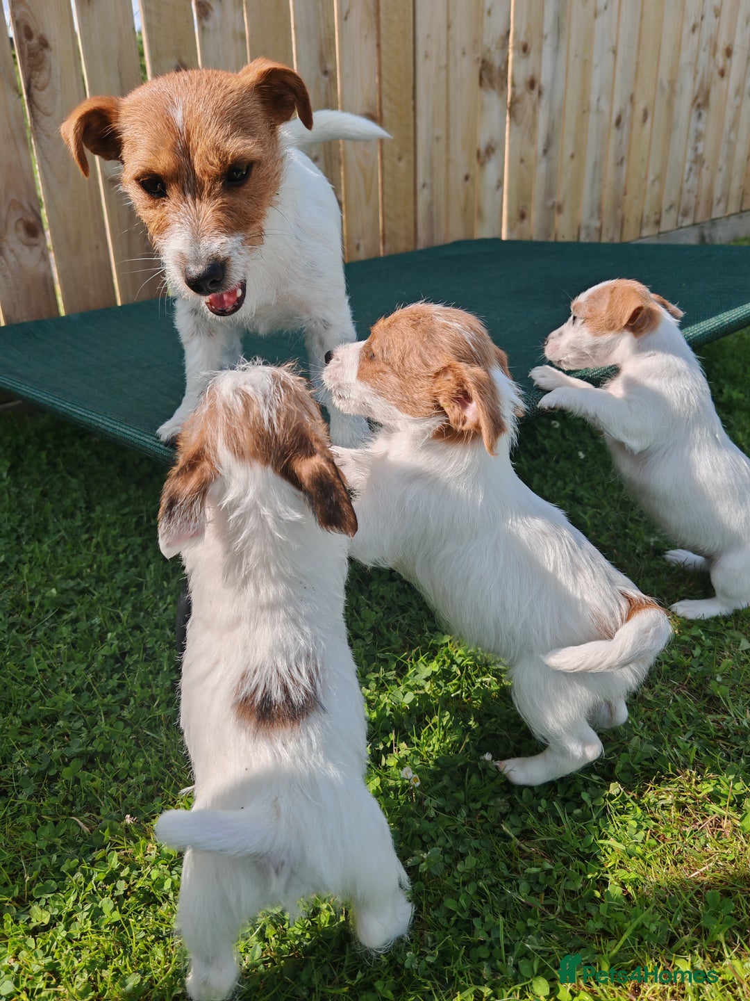 Jack Russell Terrier Kc Puppy Finder KC Reg Traditional Rough Coat