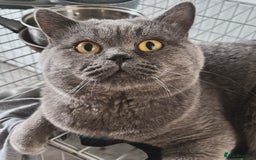 British Shorthair cats for sale: British Shorthair X Ragdoll - Image 9