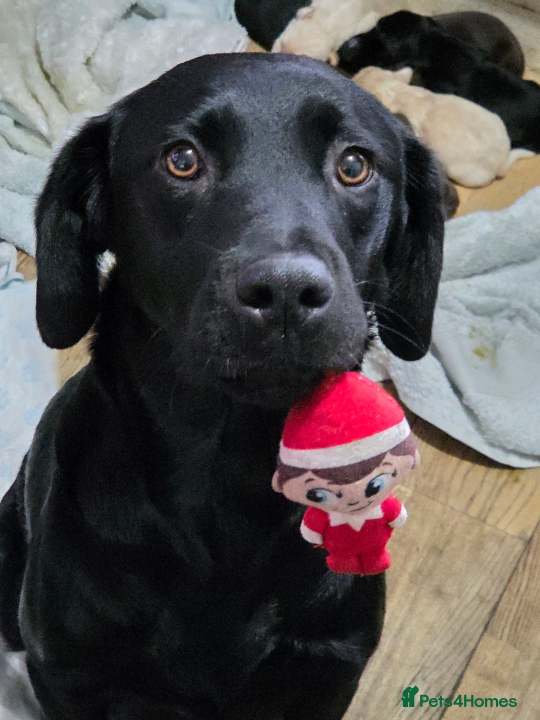 Cockerdor dogs for sale: Cockerdors - Advert 1