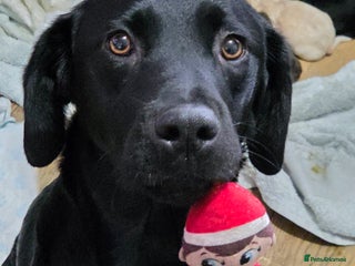 Cockerdor dogs Cockerdors - Advert 1