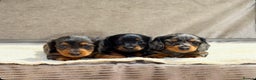 Miniature Dachshund dogs for sale: STUNNING LONG HAIRED KC MINI DACHSHUND PUPPIES - Advert 5