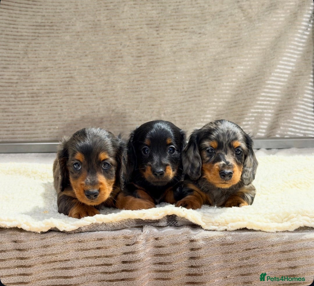 Miniature Dachshund dogs for sale: STUNNING LONG HAIRED KC MINI DACHSHUND PUPPIES - Advert 5