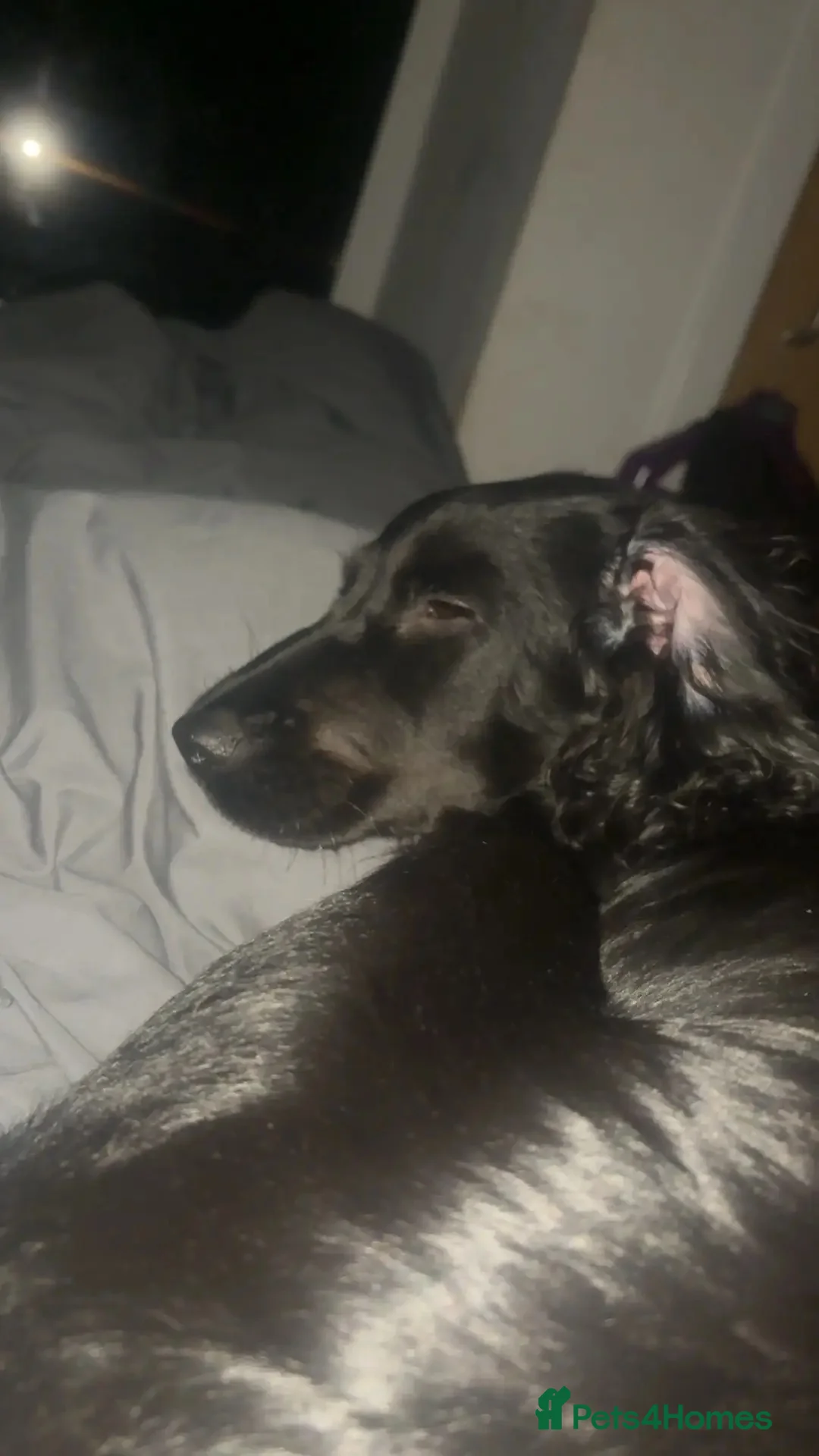 Cocker Spaniel dogs for sale: Cocker Spaniel in Paisley - Advert 2