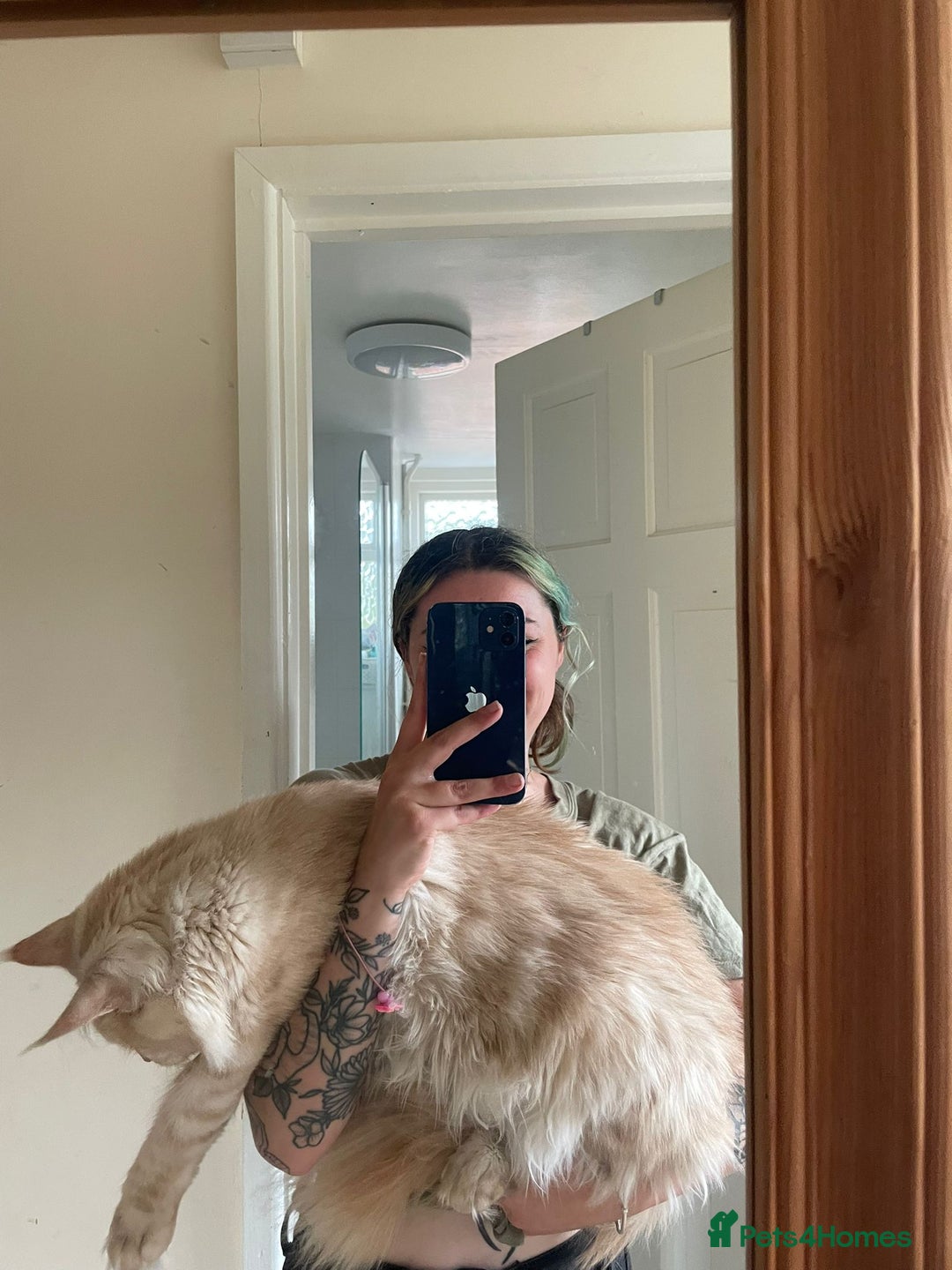 Maine Coon cats for sale:  XL Mainecoon boys. Fun, intelligent, home raised. - Image 36