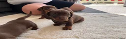 Dachshund dogs for sale: 3 Standard Dachshunds  in Gloucester - Advert 8