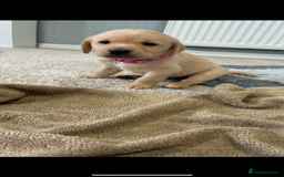 Labrador Retriever dogs for sale: 5 kc Labrador pups  - Image 4