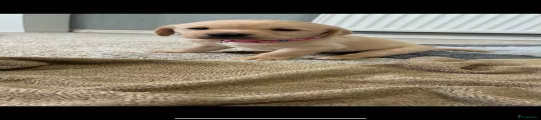 Labrador pink collar 