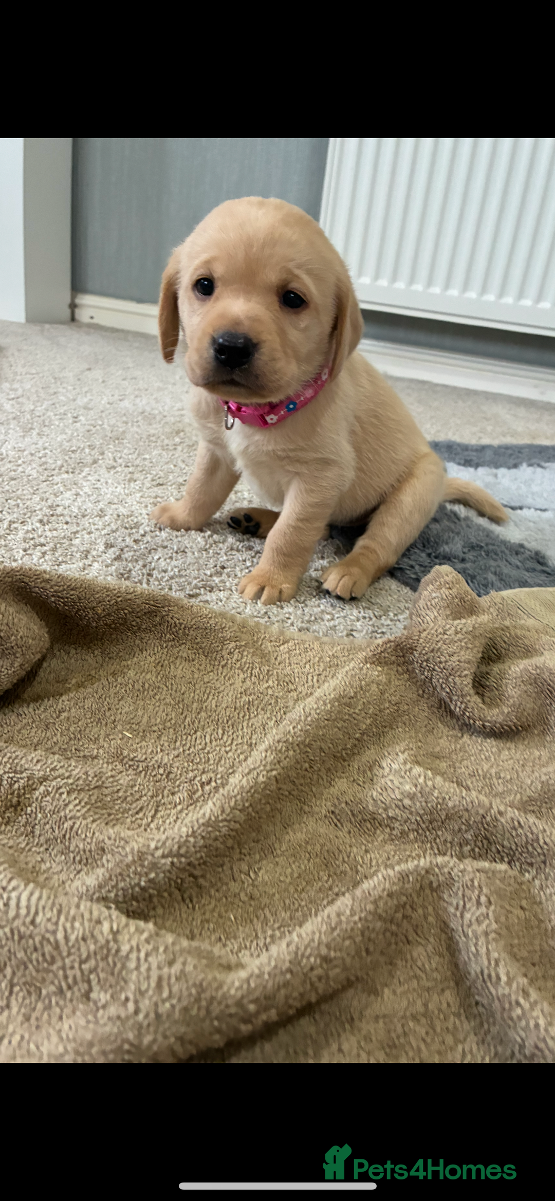 Labrador Retriever dogs for sale: 5 kc Labrador pups  - Image 4