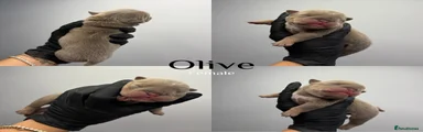 olive